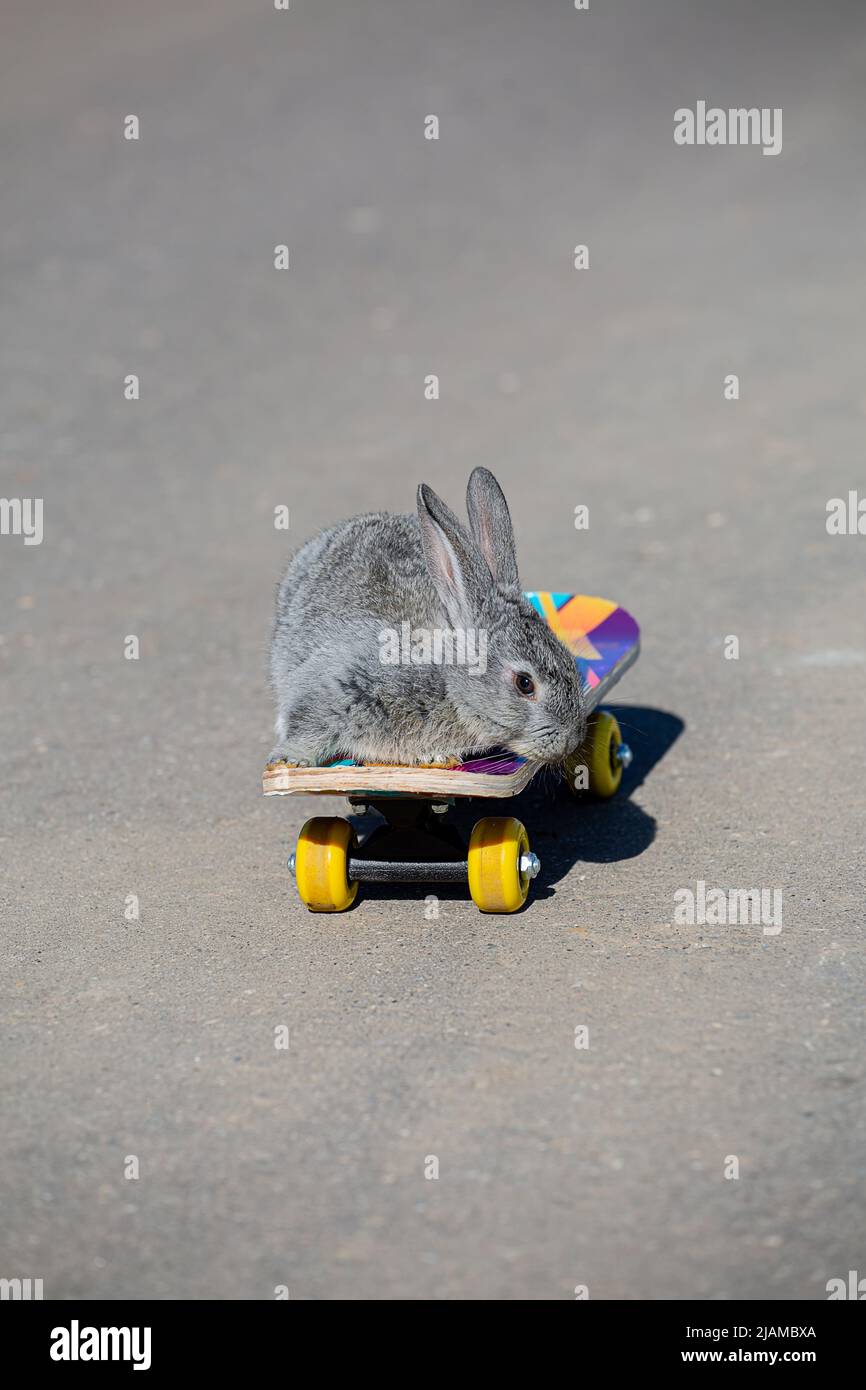 Little grey rabbit rides a skateboard Stock Photo Alamy
