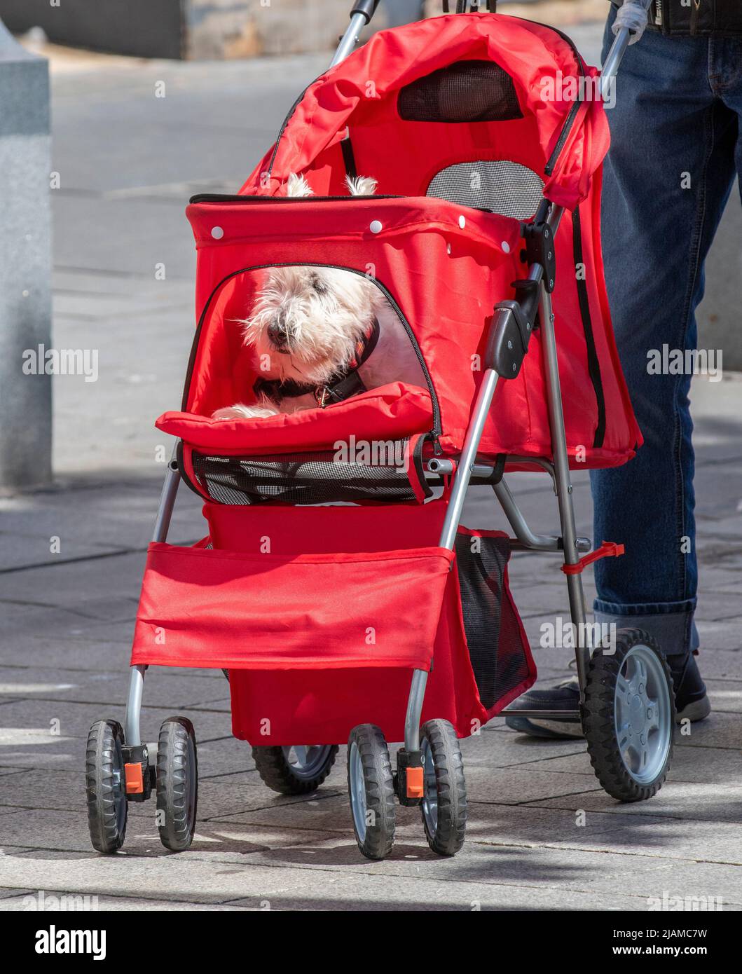 Pet dog in buggy in Southport, Merseyside.  Uk Weather.  31 May 2022. Shops, shoppers, shopping with a sunny start to the day in the north-west coastal resort. Temperatures are expected to rise with the prospect of a fine bright holiday Jubilee celebration weekend.  Credit; MediaWorldImages/AlamyLiveNews Stock Photo