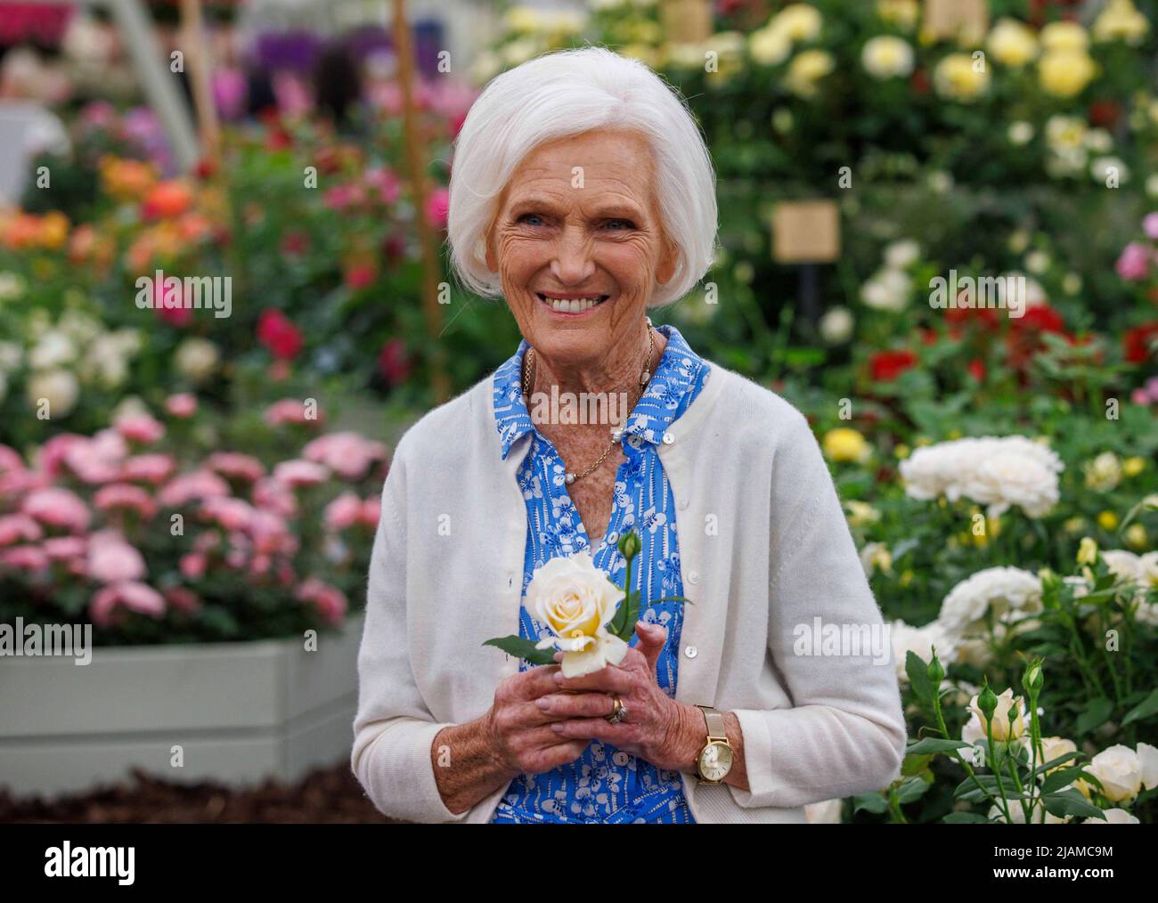 Dame Mary Berry, at the RHS Chelsea Flower Show holding a rose that is named after her. Rosa 'Mary Berry' is a hybrid tea rose. Stock Photo