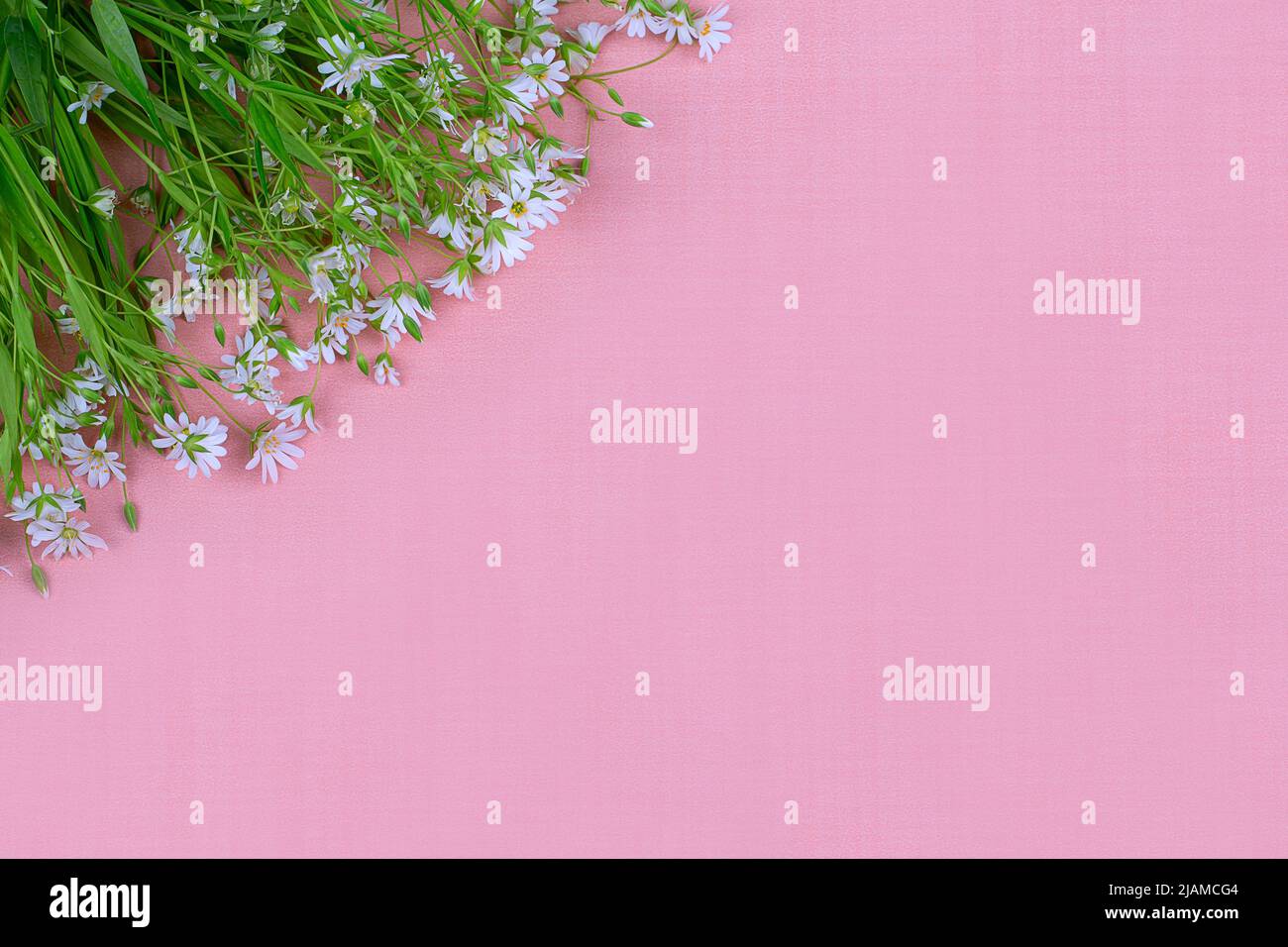 Small white wildflowers hi-res stock photography and images - Alamy
