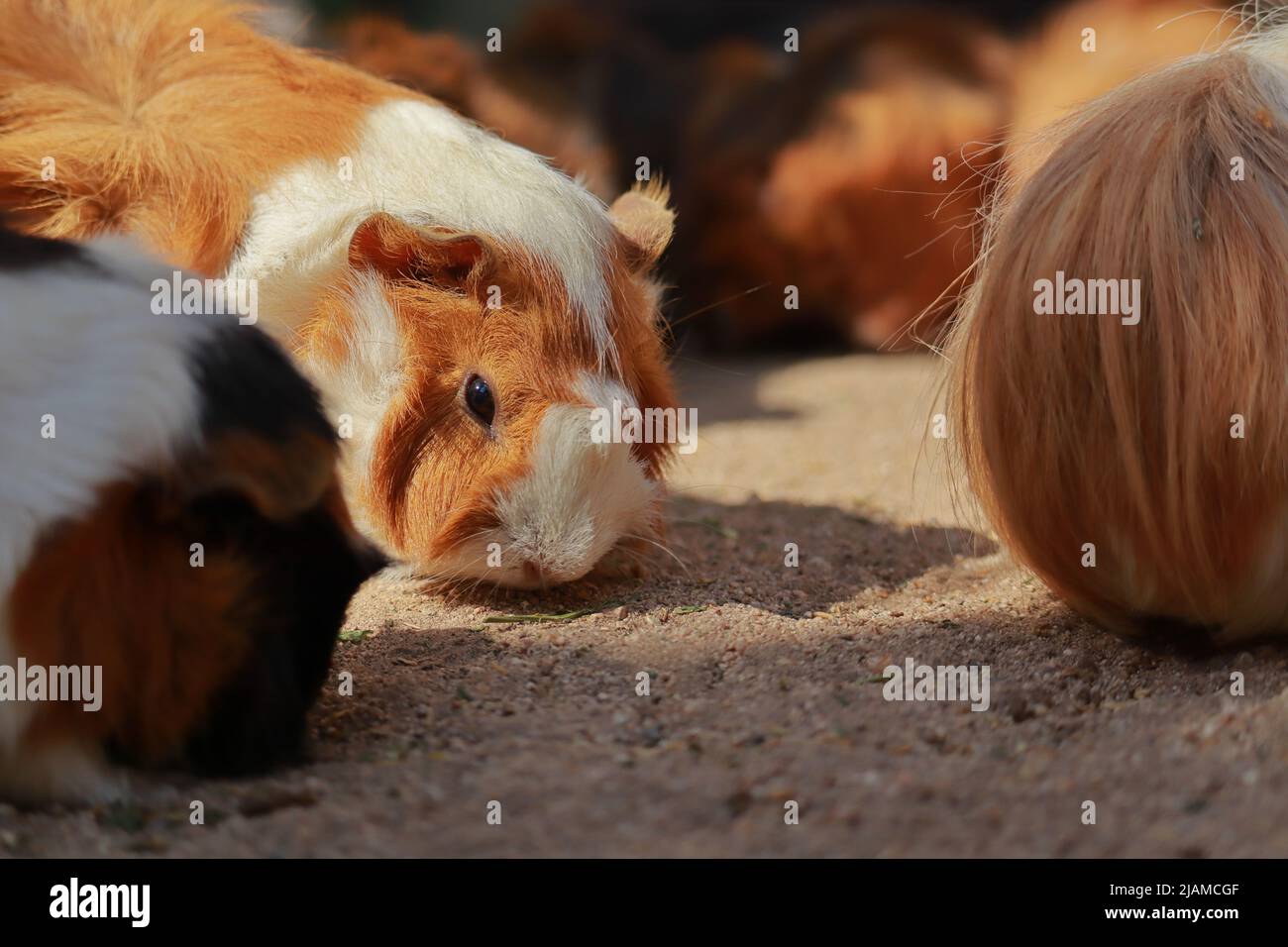 Photo inspiration: Visual Reference: Family Guinea Pigs Hi Res Stock Photography And Images