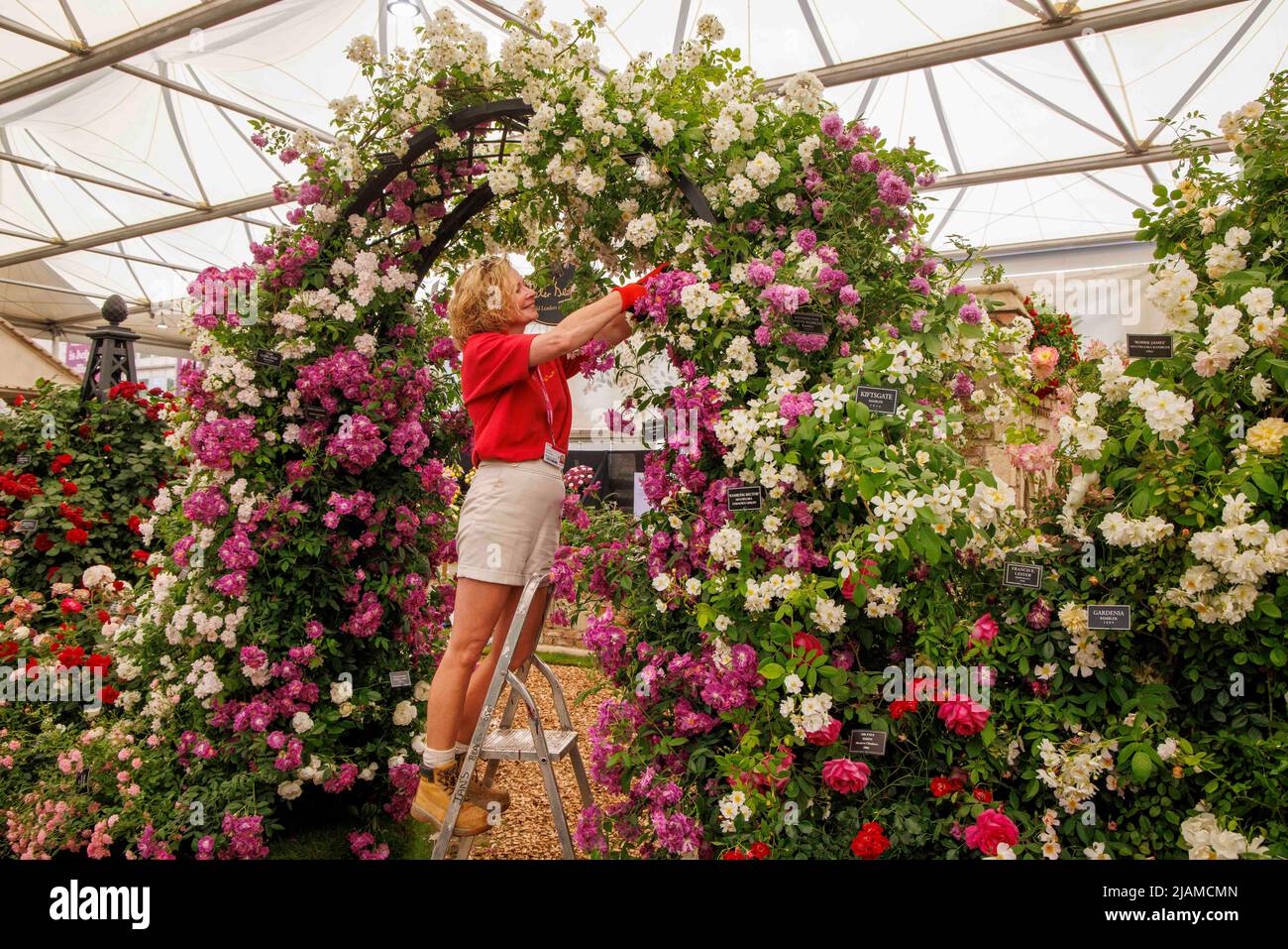 Final preparations at the RHS Chelsea Flower Show as exhibitors make sure everything looks good. Stock Photo