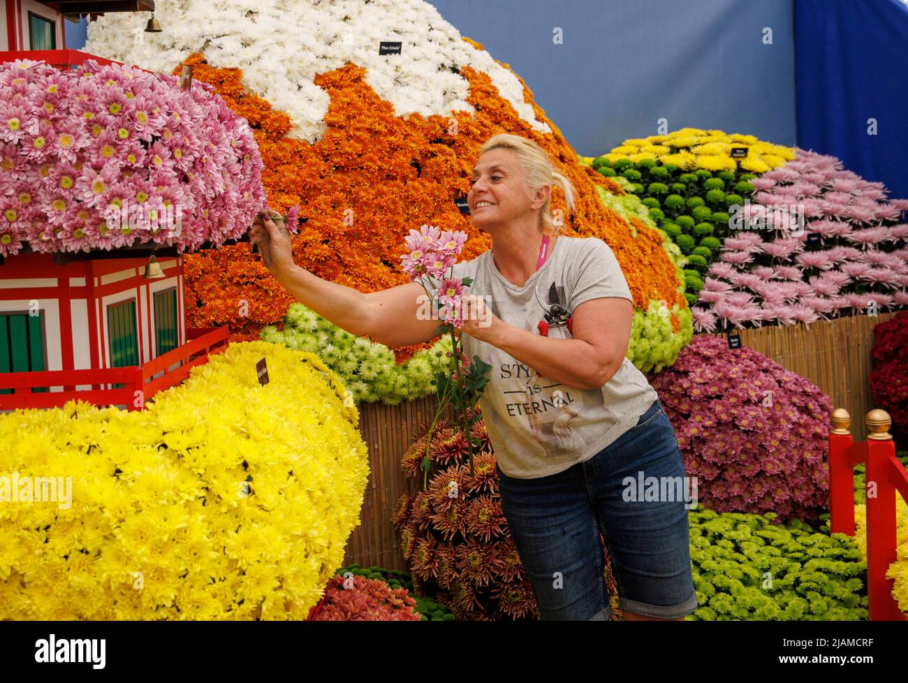 A beautiful display of Chrysanthemums at the RHS Chelsea Flower Show Stock Photo
