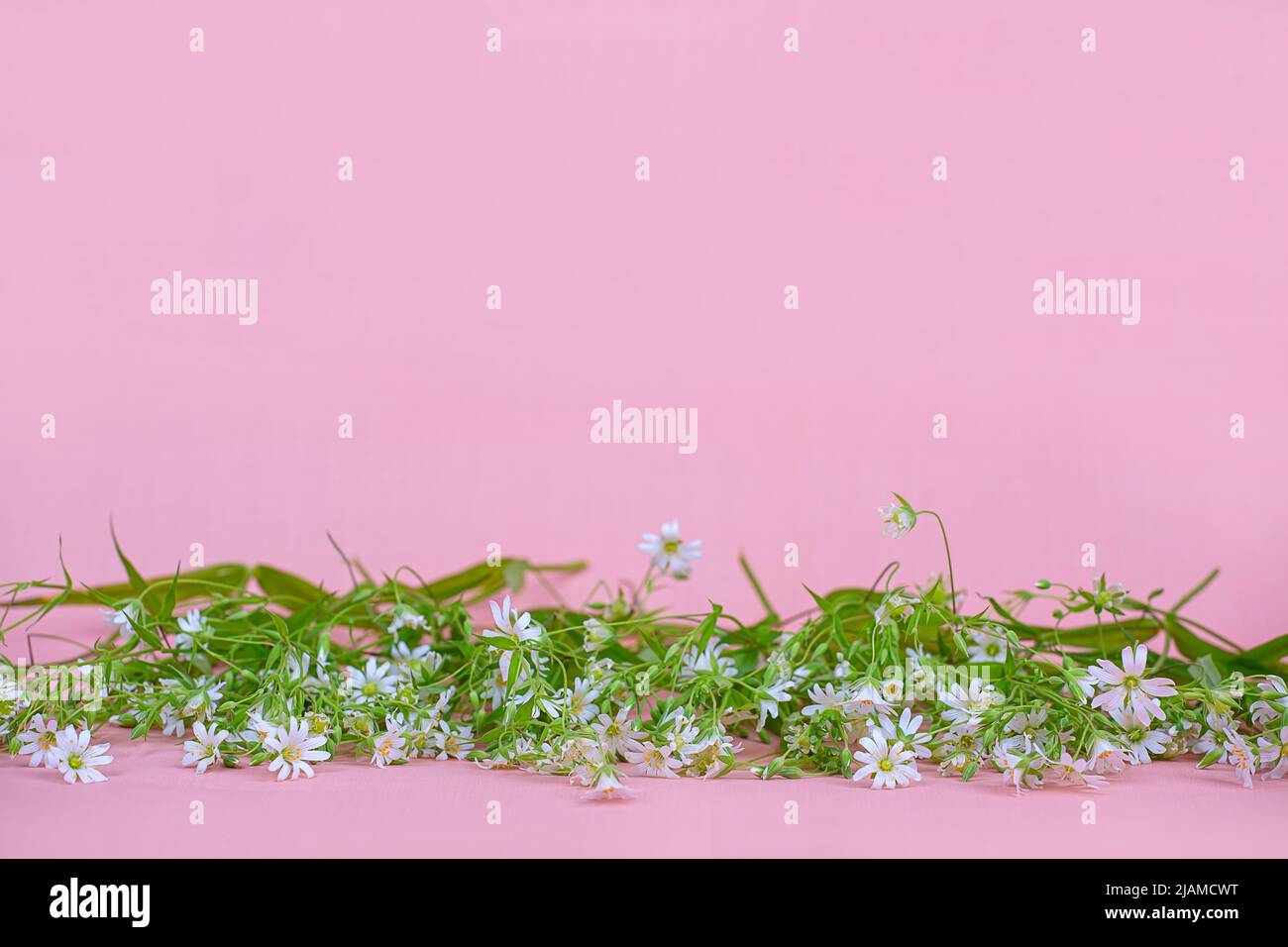 Small white wildflowers hi-res stock photography and images - Alamy
