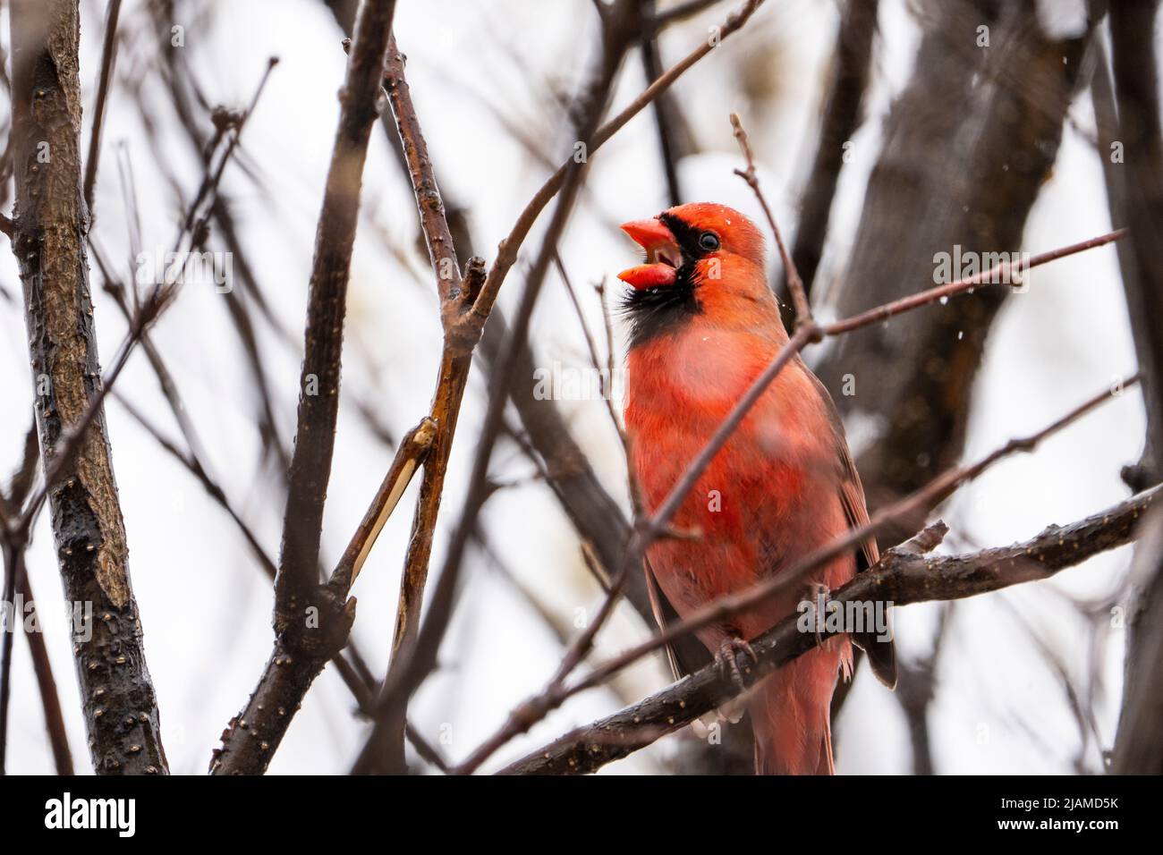 Northern Cardinal perched in a tree signing to establish its territory. Stock Photo