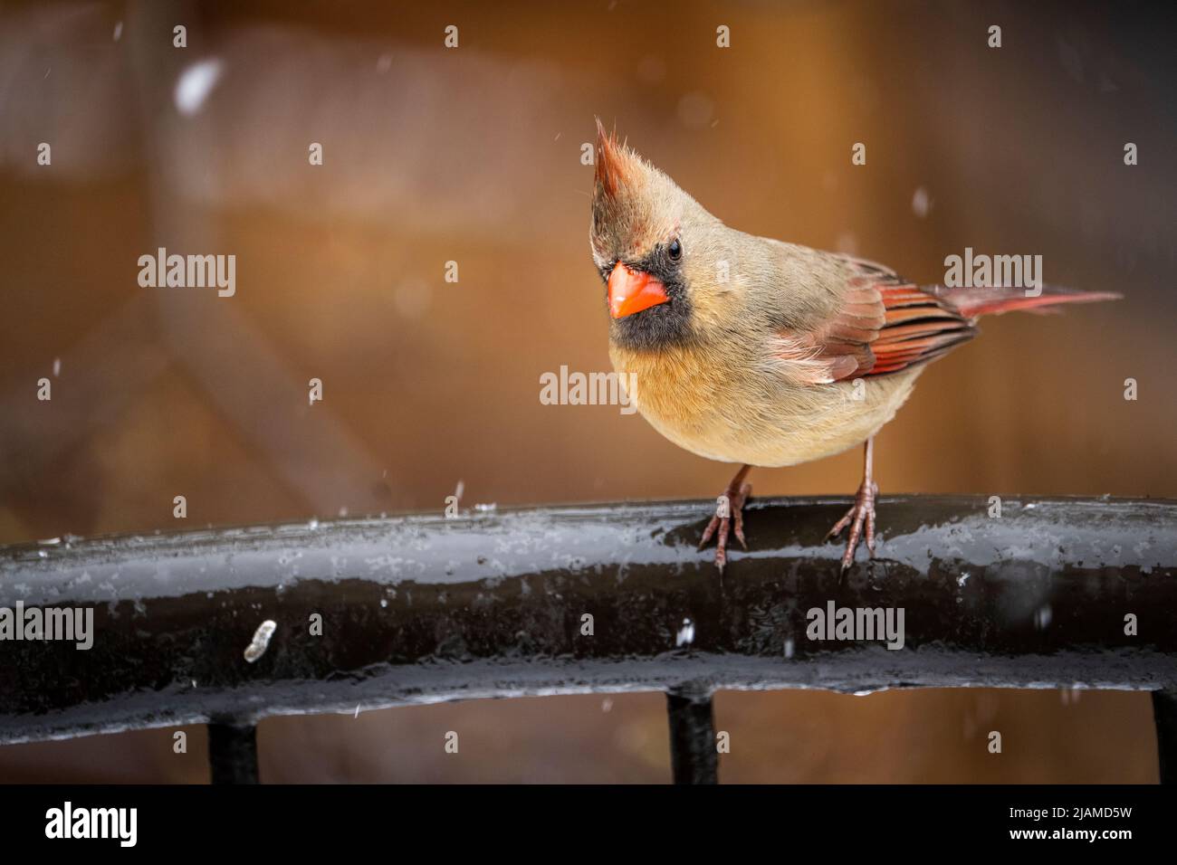 Female Northern Cardinal near bird feeders during a late spring snowfall. Stock Photo