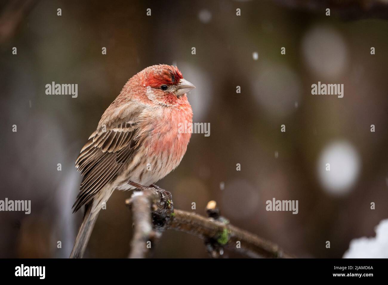 House finch near bird feeders during a late spring snowfall. Stock Photo