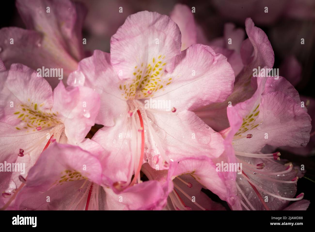 Rhododendron flowers at the Montreal Botanical Garden. Stock Photo