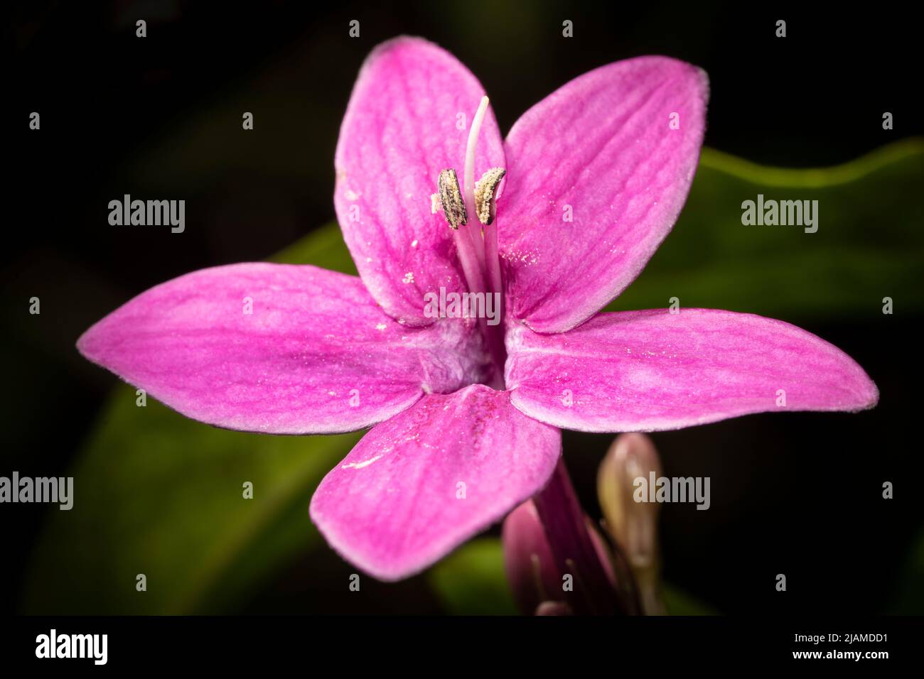 Shooting star flower at the Montreal Botanical Garden. Stock Photo