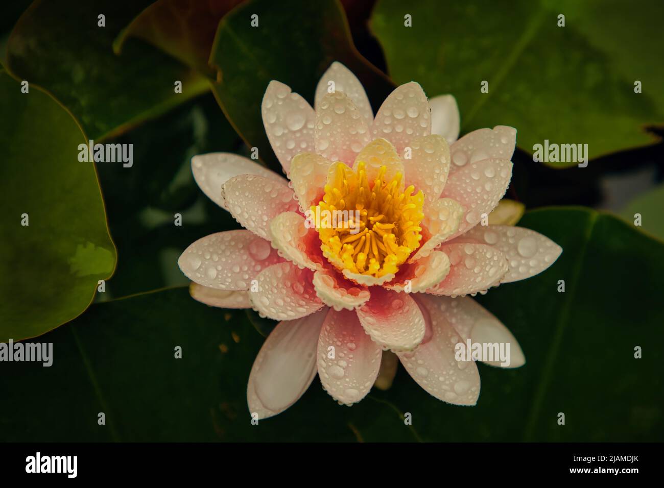 Teich lilien hires stock photography and images Alamy
