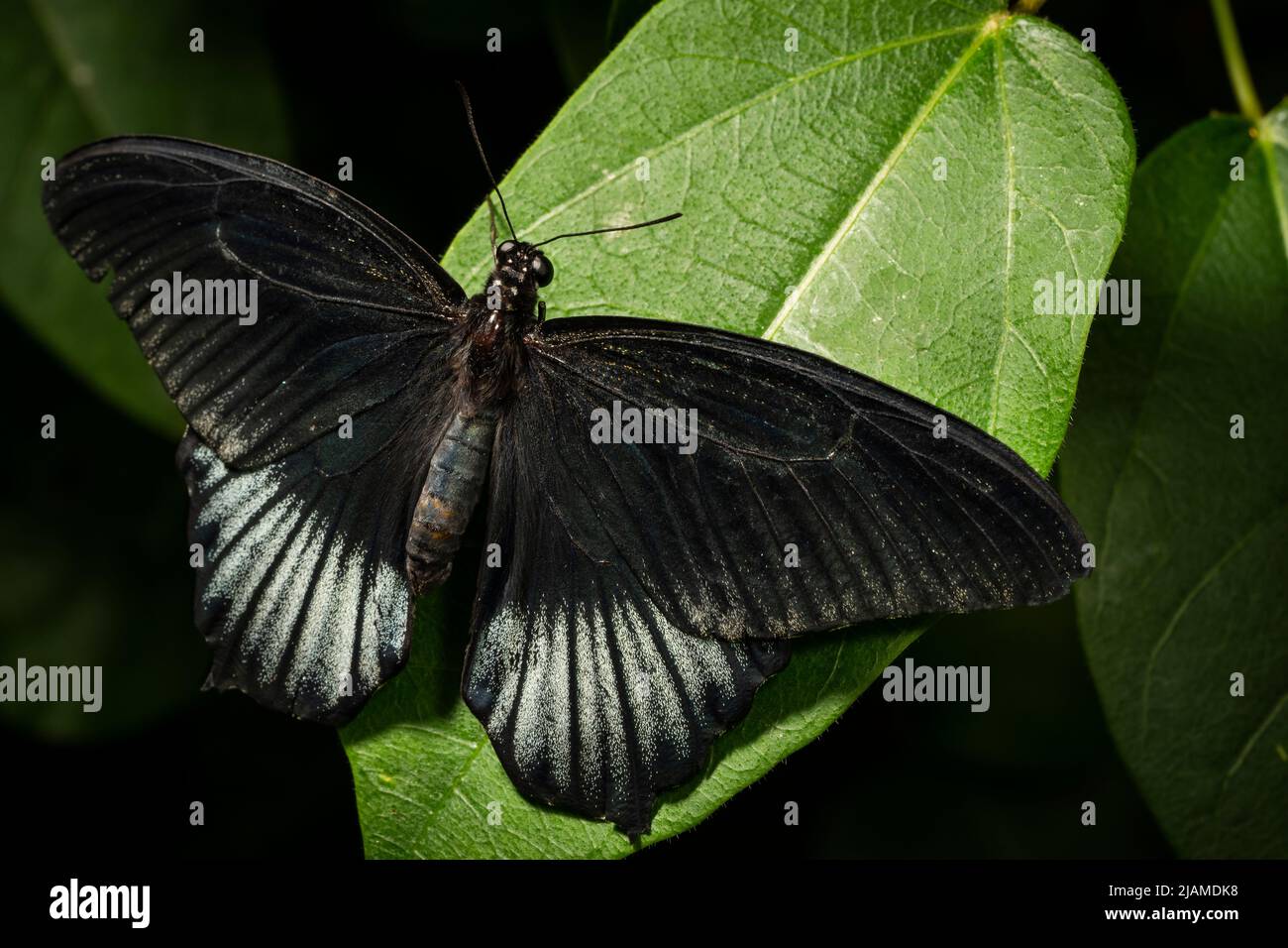 Great Mormon butterfly flying freely in The Great Vivarium of the Insectarium of Montreal Stock Photo