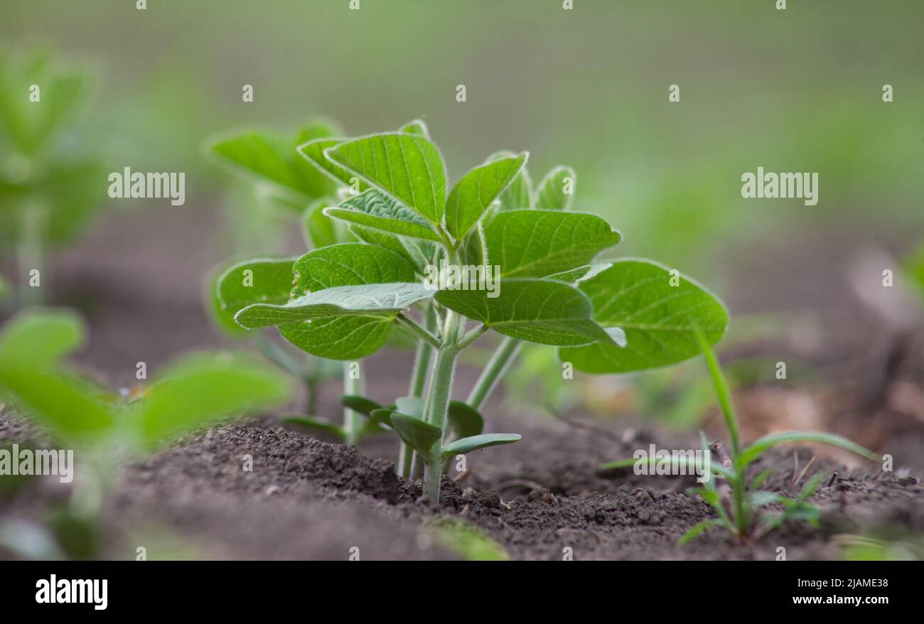 Sprout of sprouting soybeans in the soil Stock Photo Alamy