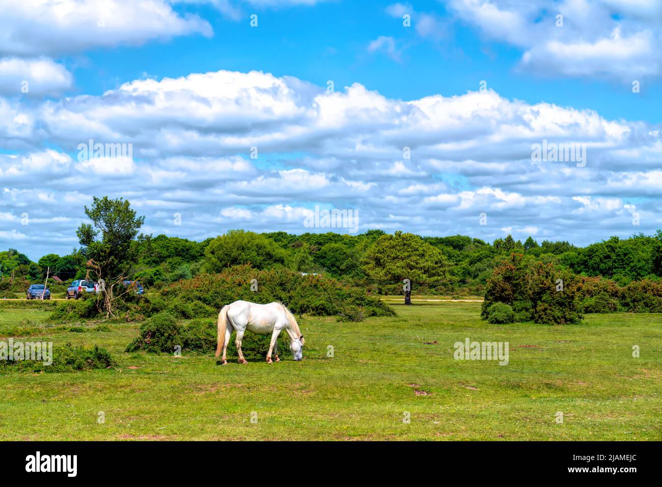 White pony grazing New Forest Hants England UK tourist attraction Stock Photo