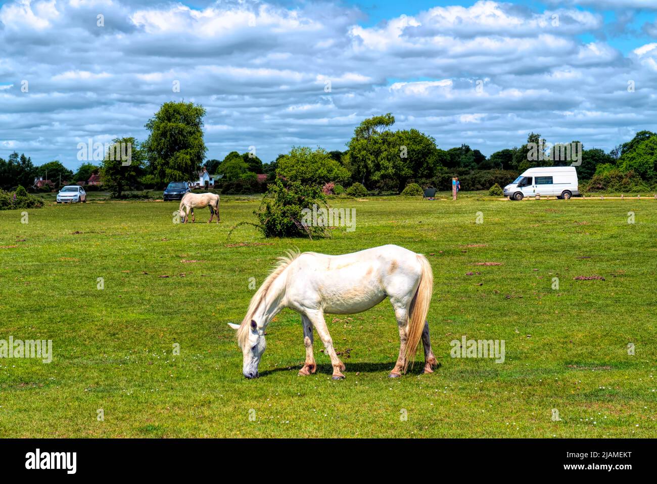 White ponies grazing New Forest Hampshire England UK wild and free Stock Photo