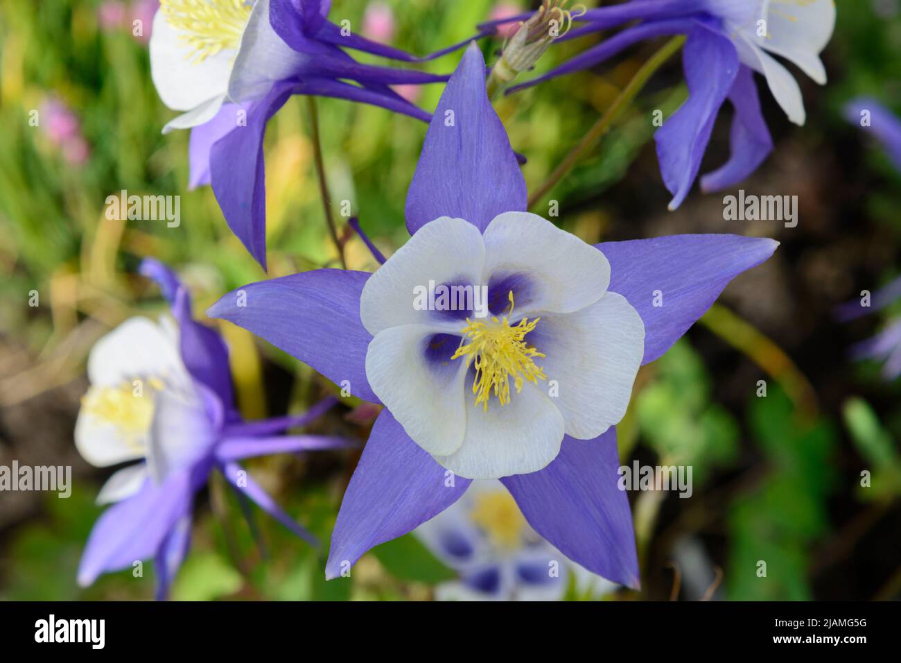 Colorado blue columbine or Rocky Mountain columbine (Aquilegia coerulea or Aquilegia caerulea), a blue and white herbaceous perennial Stock Photo