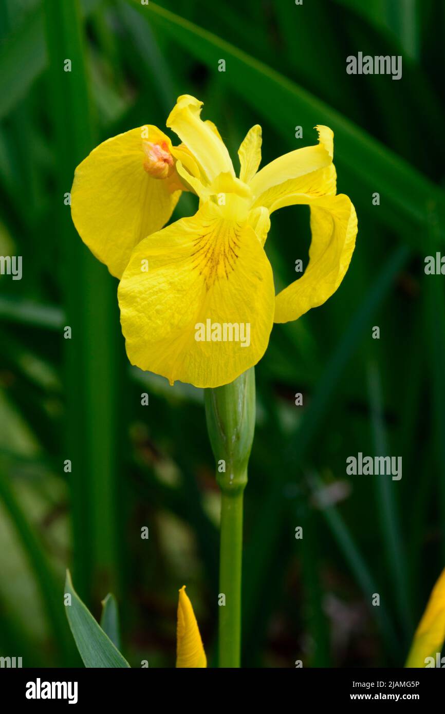 Yellow flag iris (Iris pseudacorus) aka yellow iris or water flag is a vigorous herbaceous flowering perennial plant found in wetlands and ponds Stock Photo