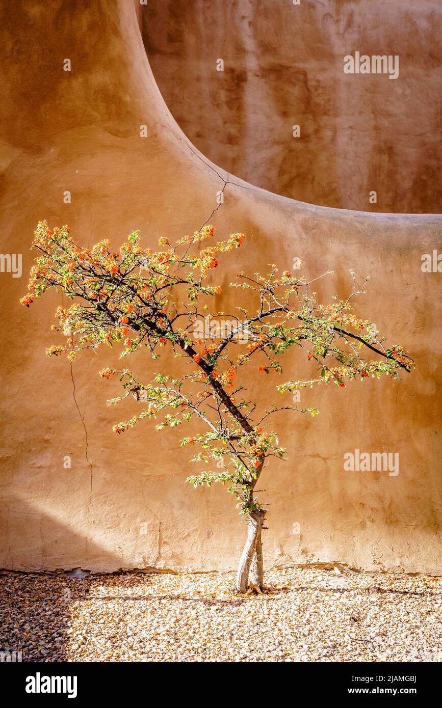 Beautiful firethorn tree in front of traditional adobe building in Santa Fe, New Mexico Stock Photo
