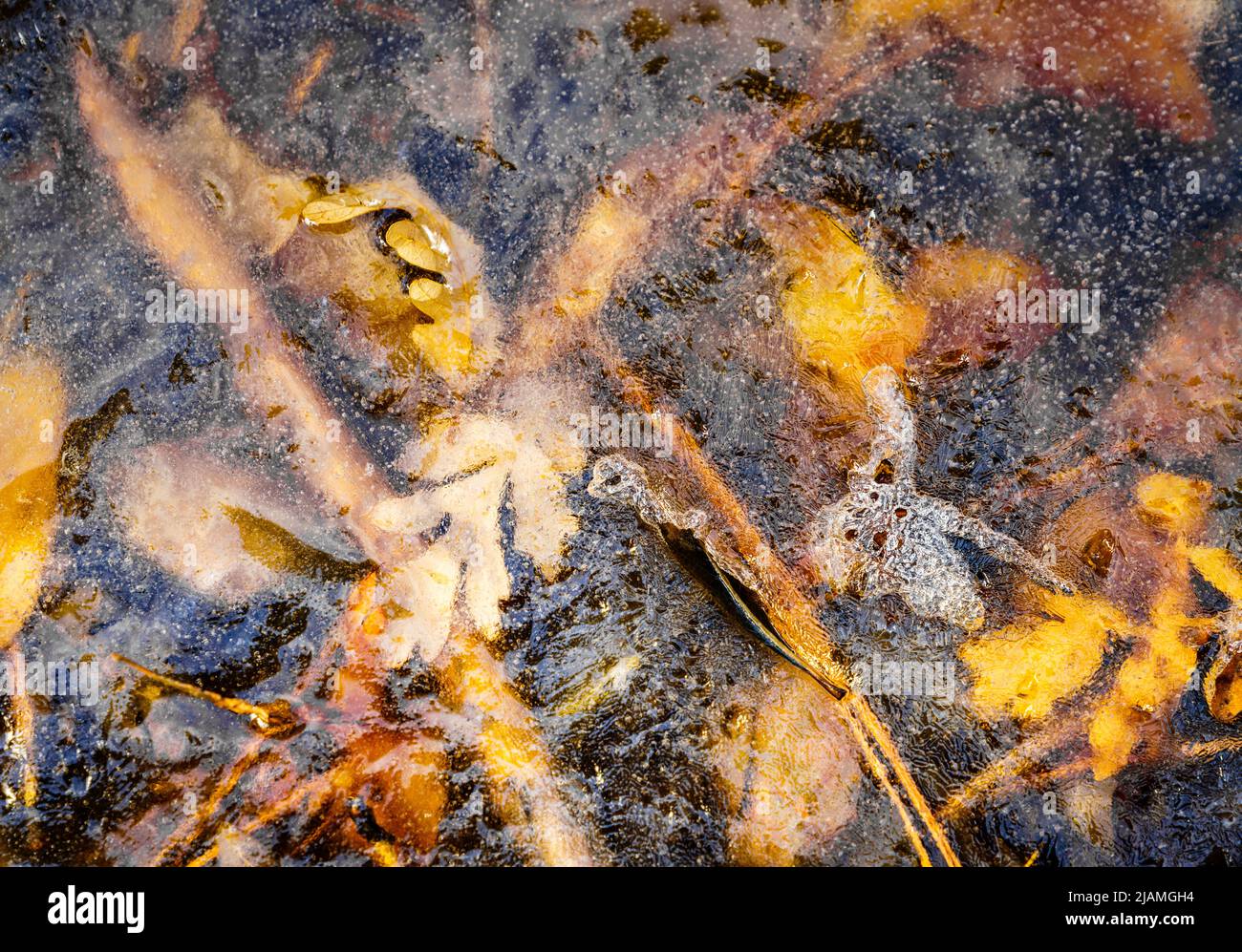 Close-up image of ice patterns in a creek in Grasshopper Canyon in New Mexico Stock Photo