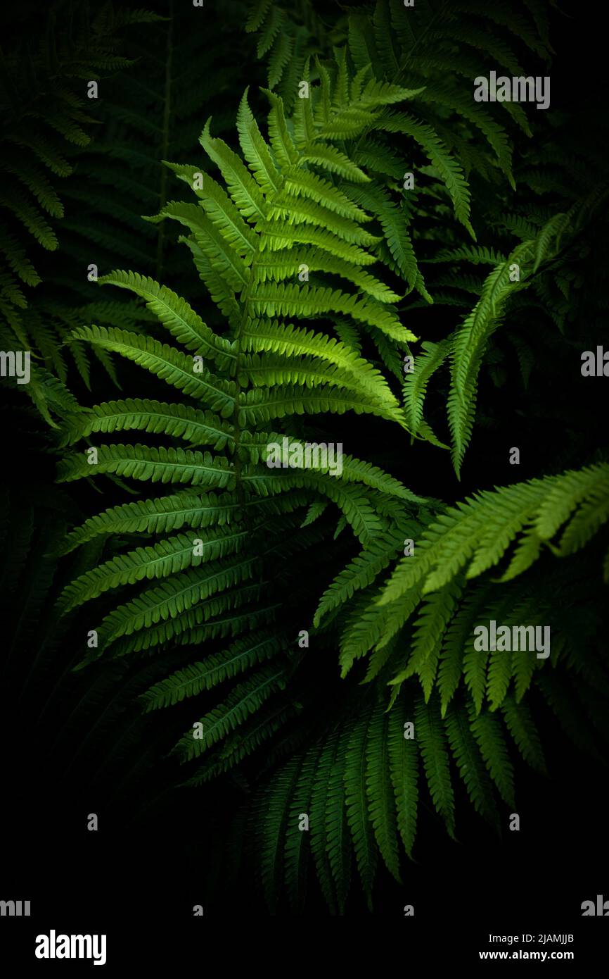 Whole ferns hi-res stock photography and images - Alamy