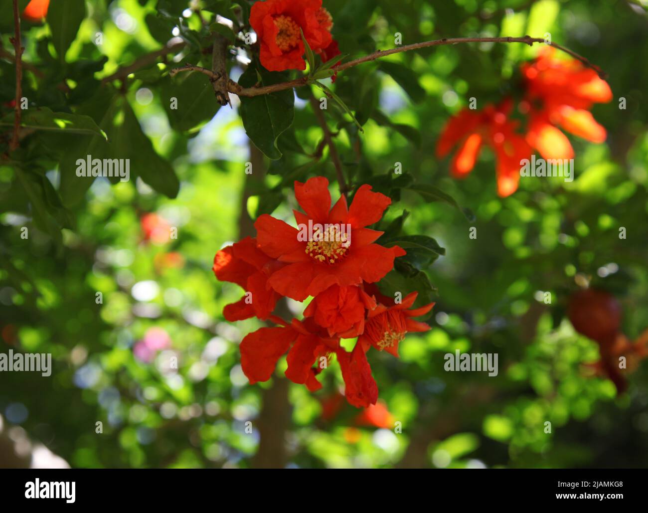 Pomegranate flower on tree branches. Close up. Stock Photo