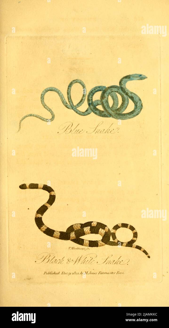 Snakes from the book The history of New South Wales : including Botany Bay, Port Jackson, Parramatta, Sydney, and all its dependancies, from the original discovery of the island ; with the customs and manners of the natives; and an account of the English colony, from its foundation, to the present time by George Barrington, 1755-1804. Publication date 1810 Publisher London : M. Jones. George Barrington (14 May 1755 – 27 December 1804) was an Irish-born pickpocket, popular London socialite, Australian pioneer (following his transportation to Botany Bay), and author. His escapades, arrests, and Stock Photo