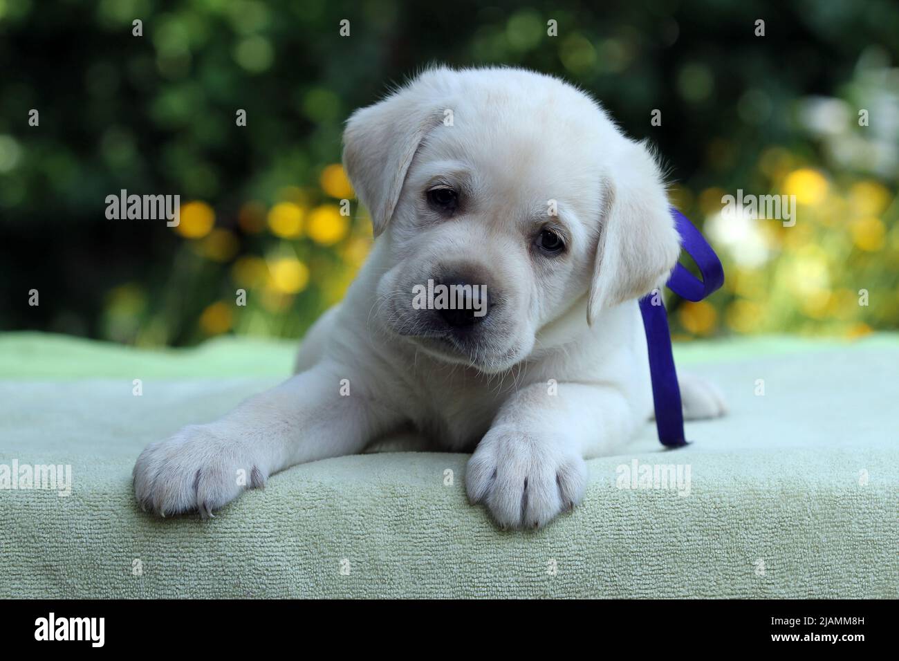 sweet nice yellow labrador puppy on the blue background portrait Stock ...