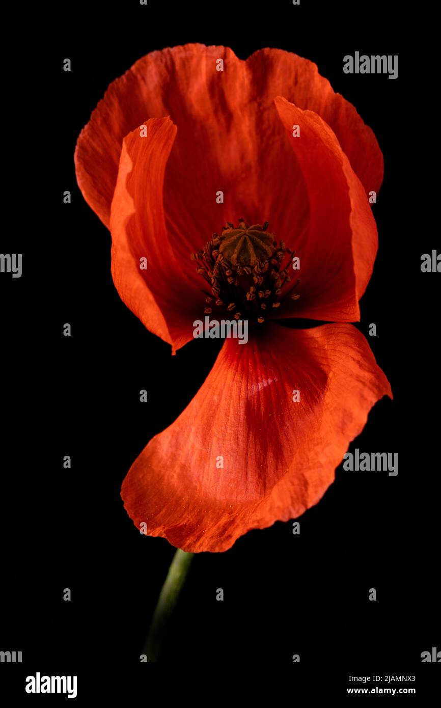 Red poppy with low key lighting, private studio Leicester, England UK Stock Photo
