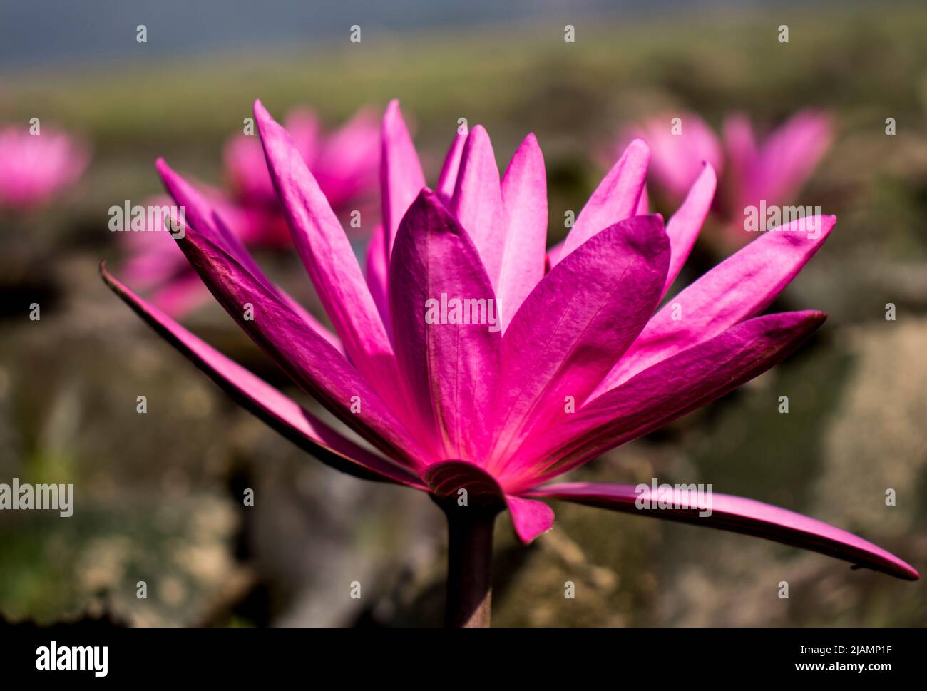 Red water lily (Nymphaea rubra) on a lake Stock Photo