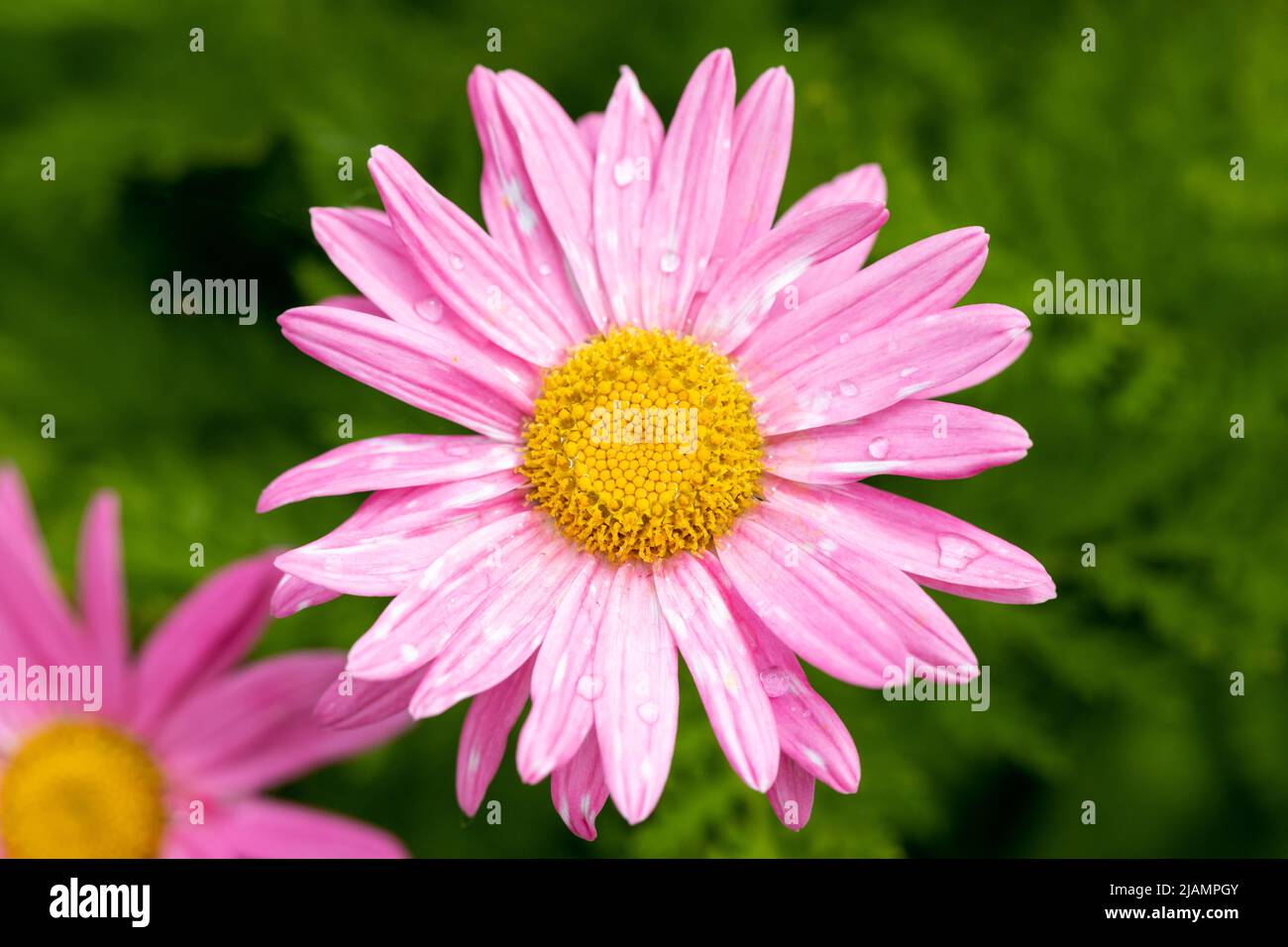 Tanacetum Coccineum Laurin pink daisy like flower Stock Photo