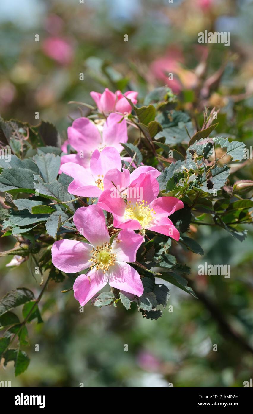 Rosa 'Carmenetta', Rosa glauca 'Carmenetta', Rosa rubrifolia 'Carmenetta'. Shrub Rose, pale pink with a yellow centre Stock Photo