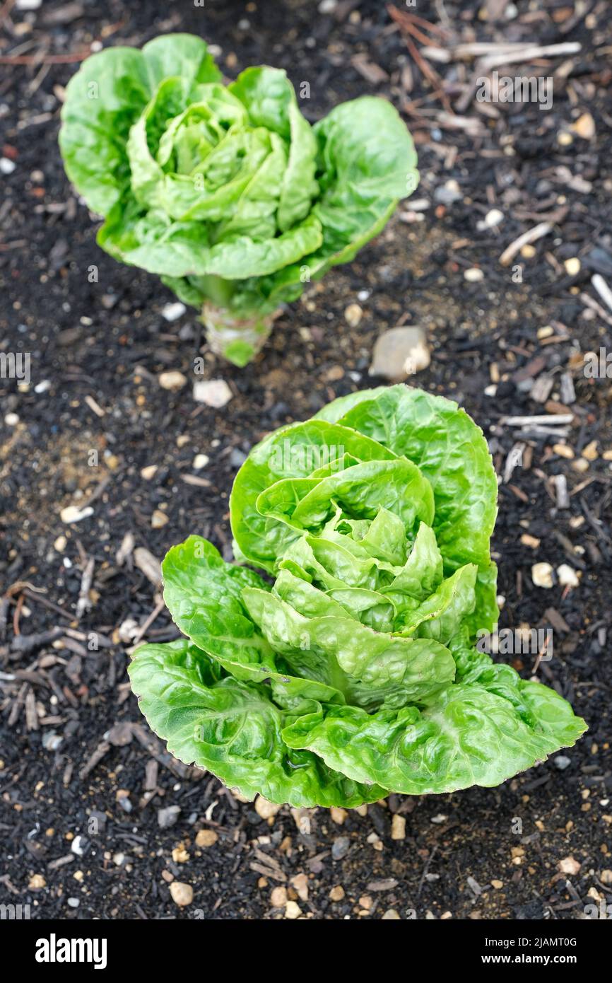 lettuce (cos) 'Little Gem' lettuce (cos), Lactuca sativa 'Little Gem'. Lettuce growing bed Stock Photo