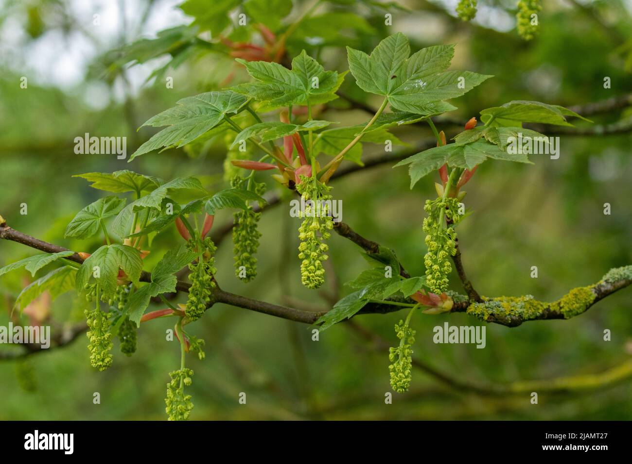 Sycamore Tree (Acer pseudoplatanus) flowers. The flowers are known as pendulous spikes or panicles. The tree is in Baildon, Yorkshire, England. Stock Photo