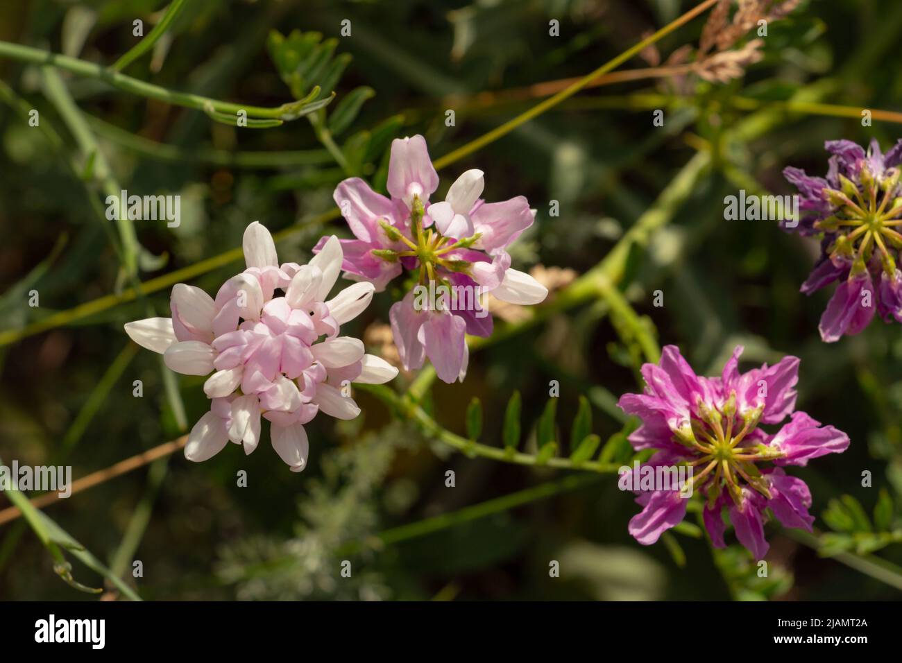 Pink and purple wildflowers, wild vegetation in the steppe Stock Photo