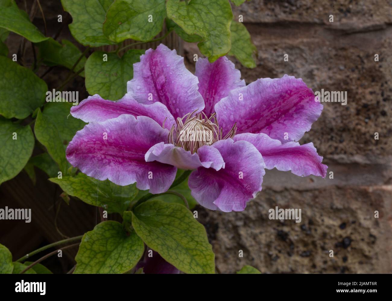 Clematis Kilian Donahue climbing up a trellis on a house wall Stock