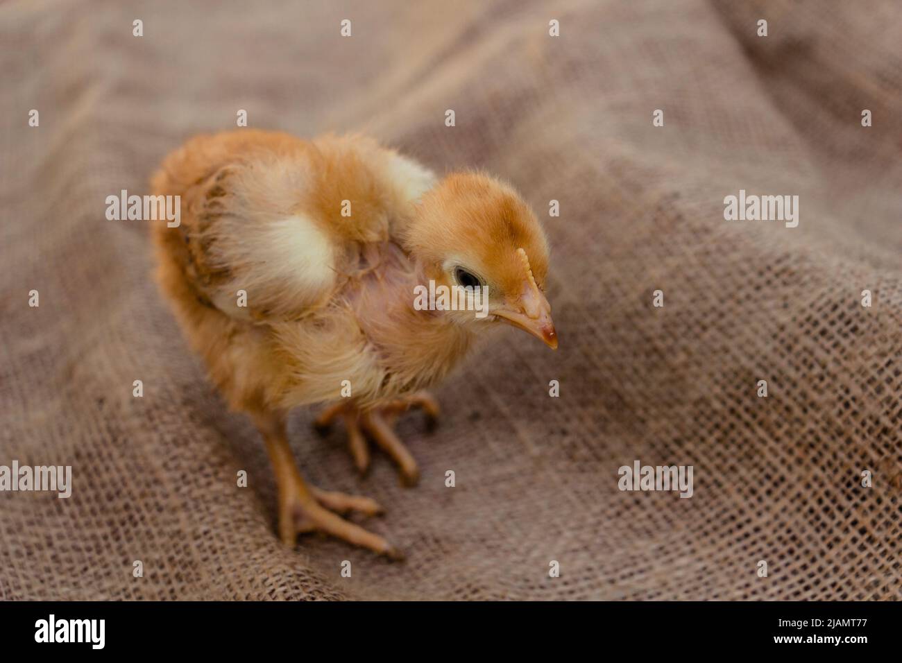 cute red chicken on burlap background, farming Stock Photo