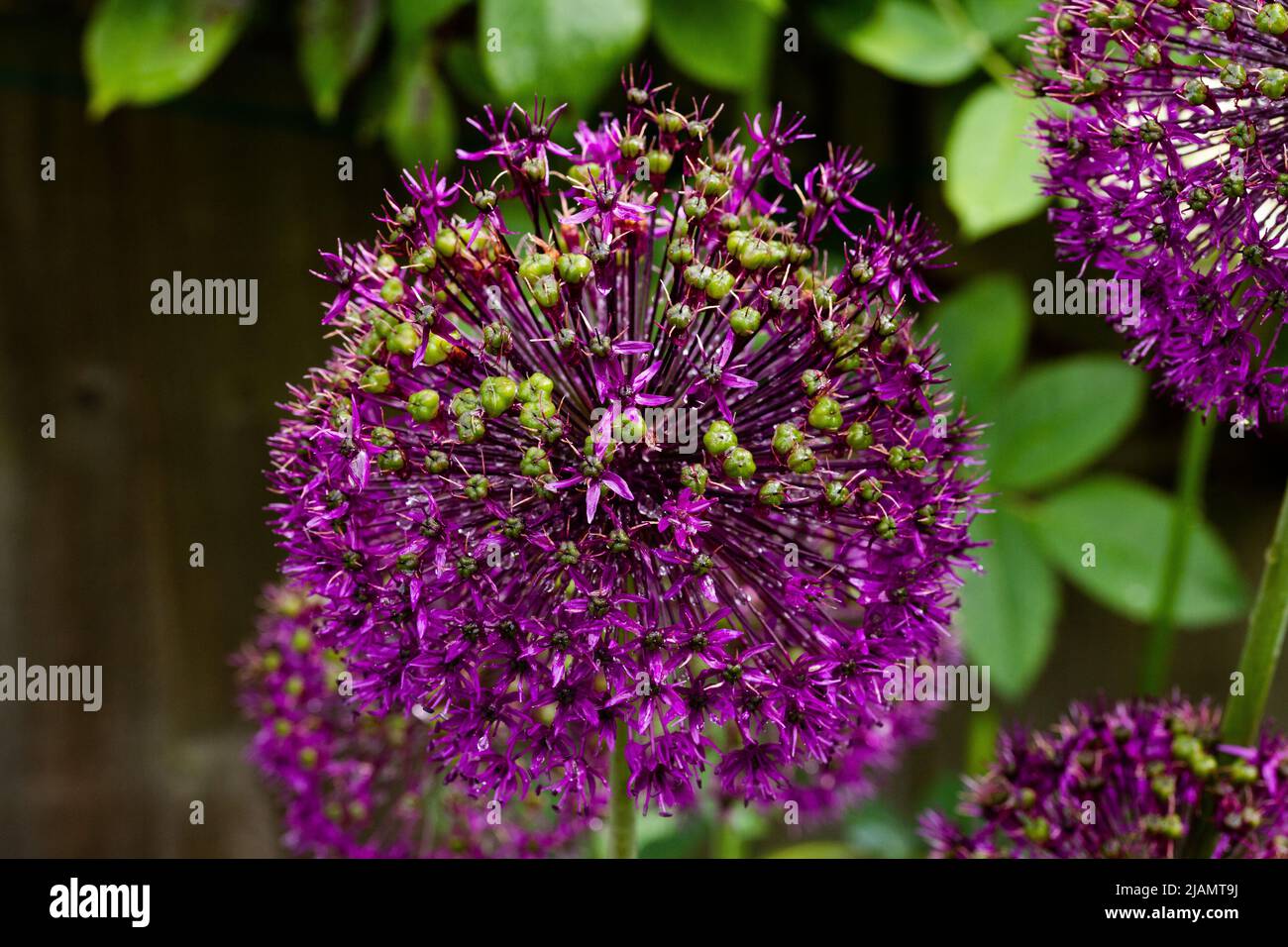 A close up of an Allium Purple Sensation as it starts to go to seed. Stock Photo