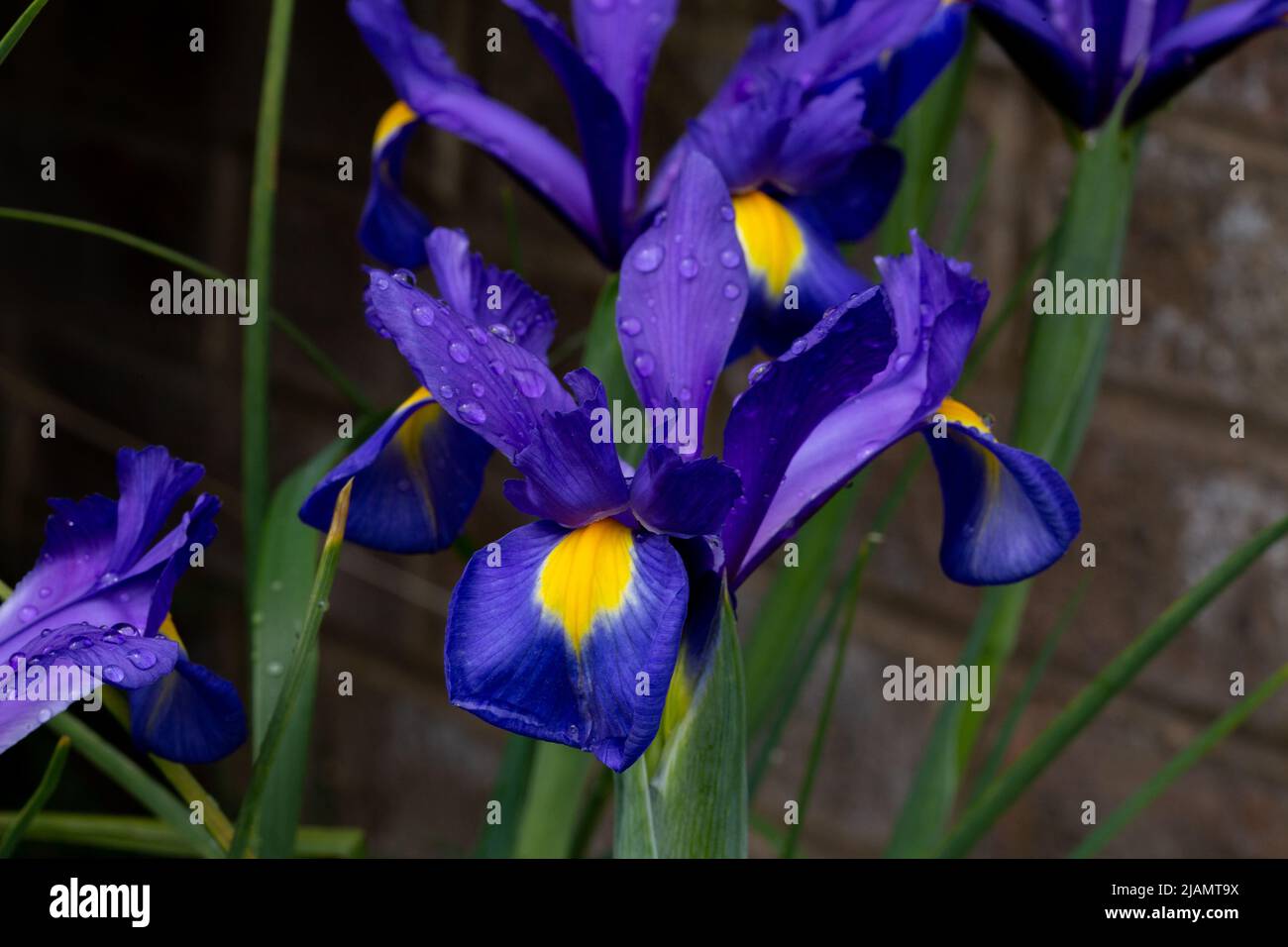 Purple dutch iris 'blue magic' flowers (iris hollandica) after rain