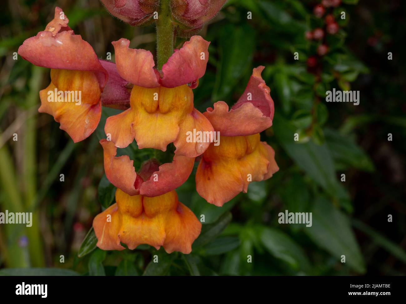 'Orange Wonder' snapdragon flowers (antirrhinum). Stock Photo