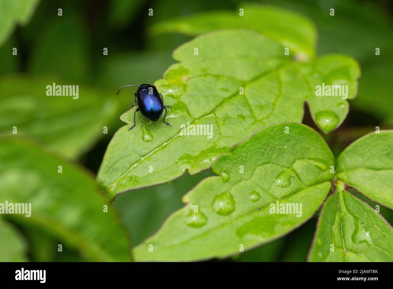 Blue Mint Beetle - Chrysolina Coerulans - on a clematis leaf. Stock Photo