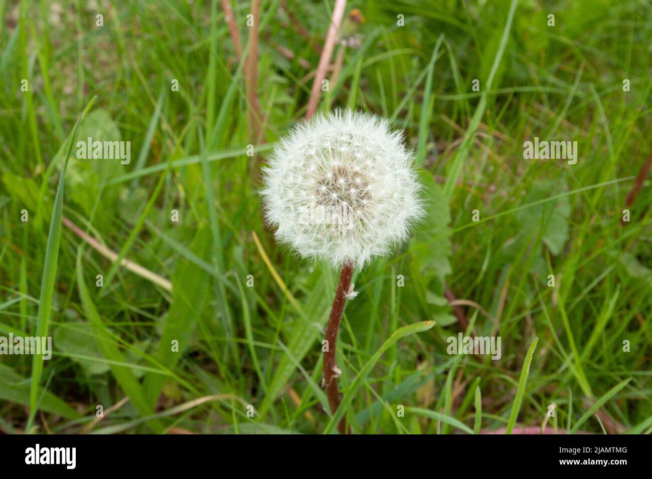 Close up white seed bulb of Dandelion, Taraxacum officinale, with seeds on fluff for wind dispersal against green botanical herbal background Stock Photo