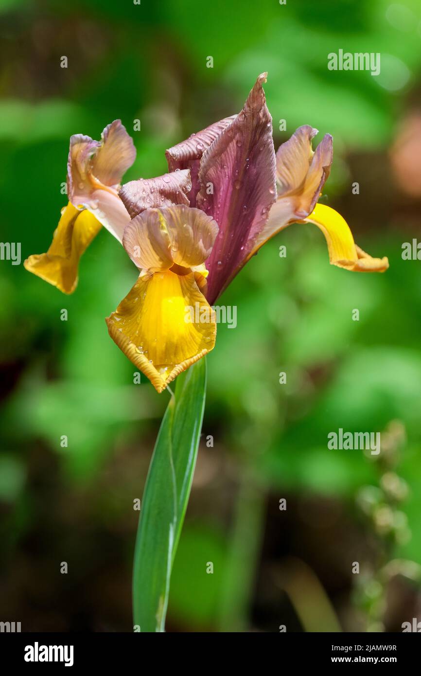 Iris hollandica 'Autumn Princess', Dutch Iris 'Autumn Princess'. Stock Photo