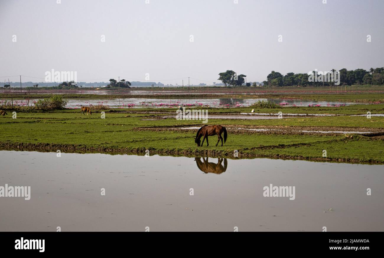 a horse grazing nearby swamp water Stock Photo