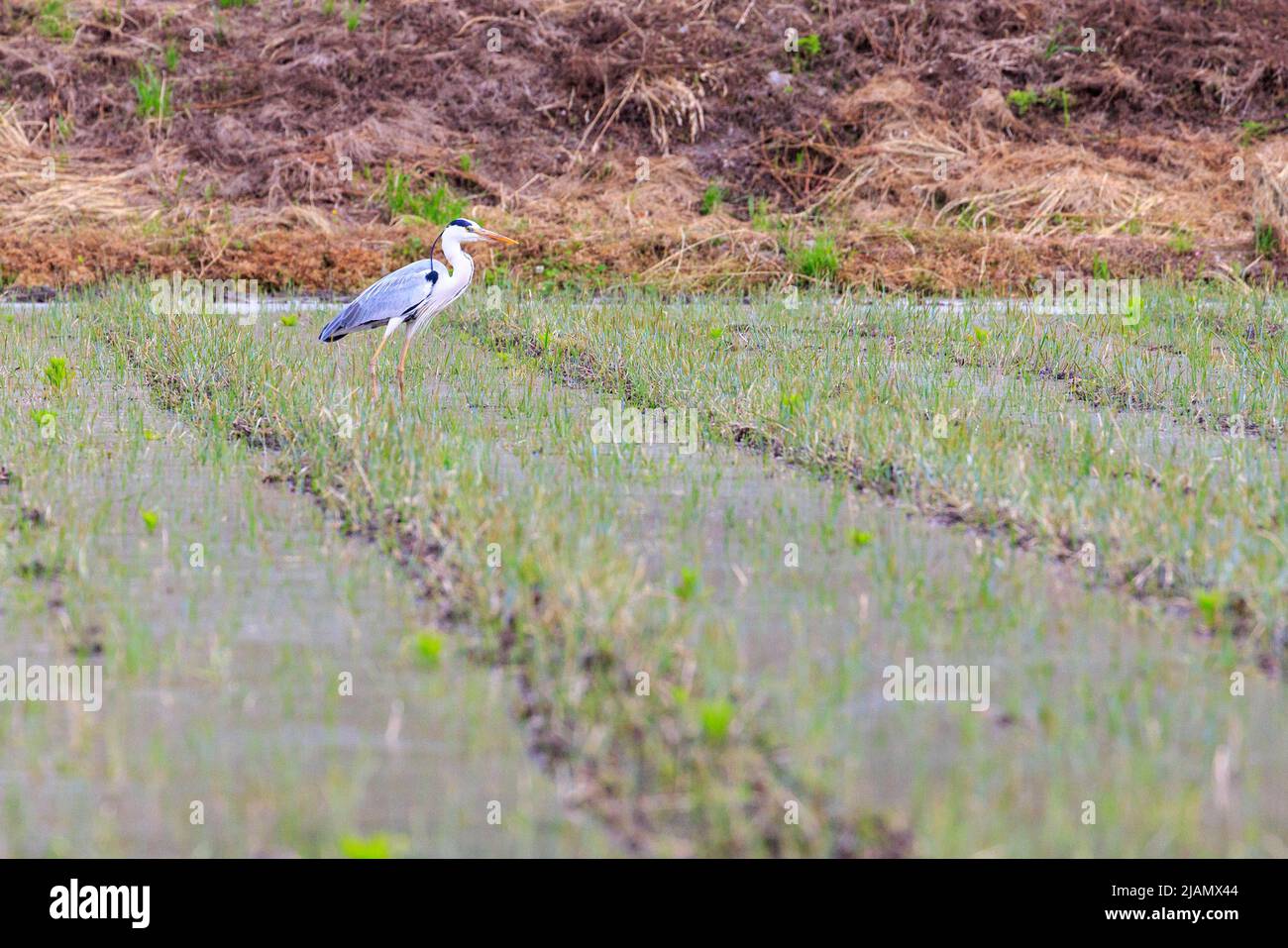 Grey heron stands in flooded green field Stock Photo