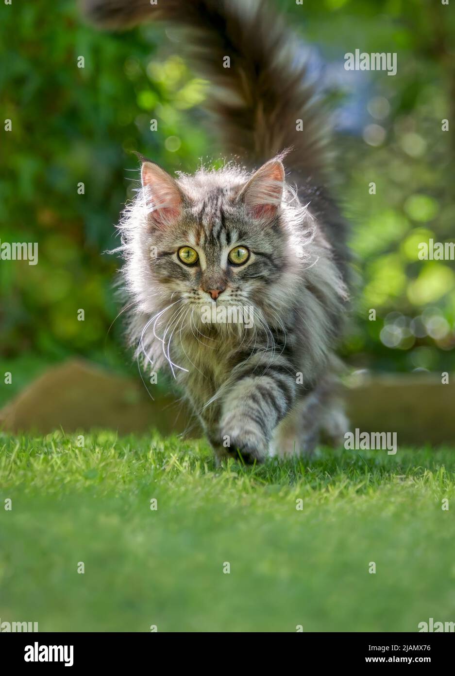 A Cute Young Fluffy Tabby Maine Coon Cat Kitten Walking Front View On Green Garden Lawn And 0424