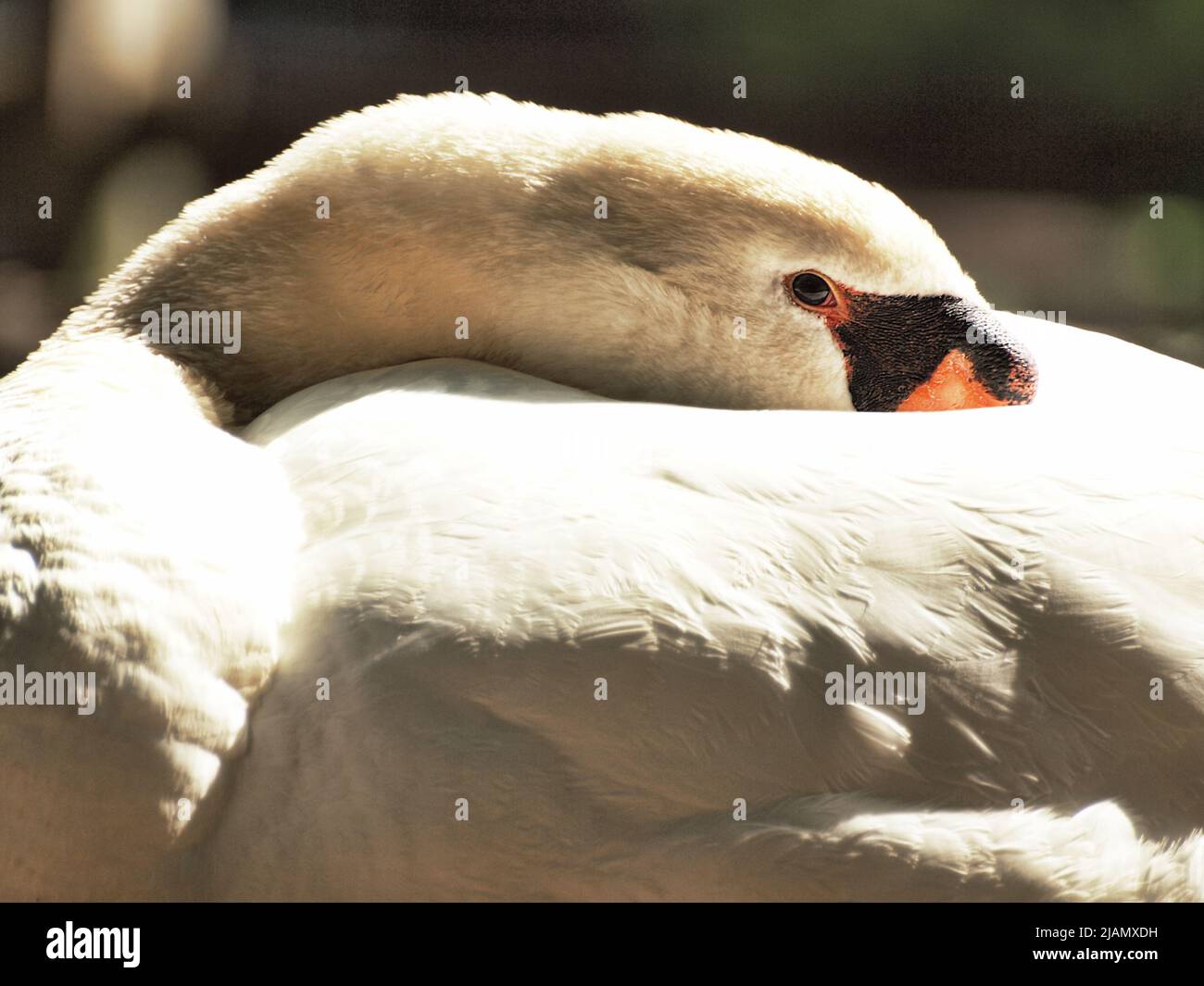 Mute Swan resting on a shore Stock Photo