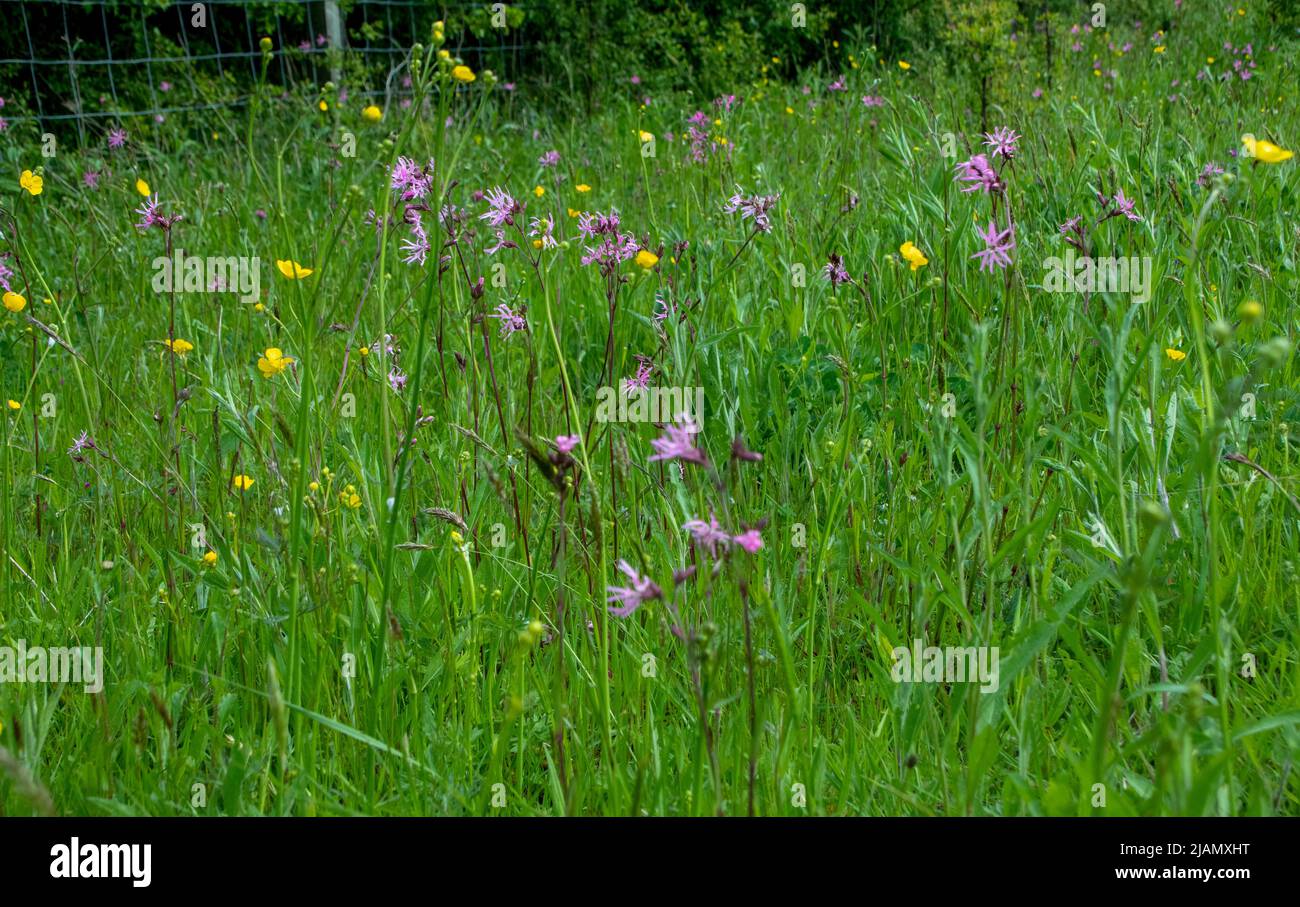 Wildflower meadow in late spring Stock Photo