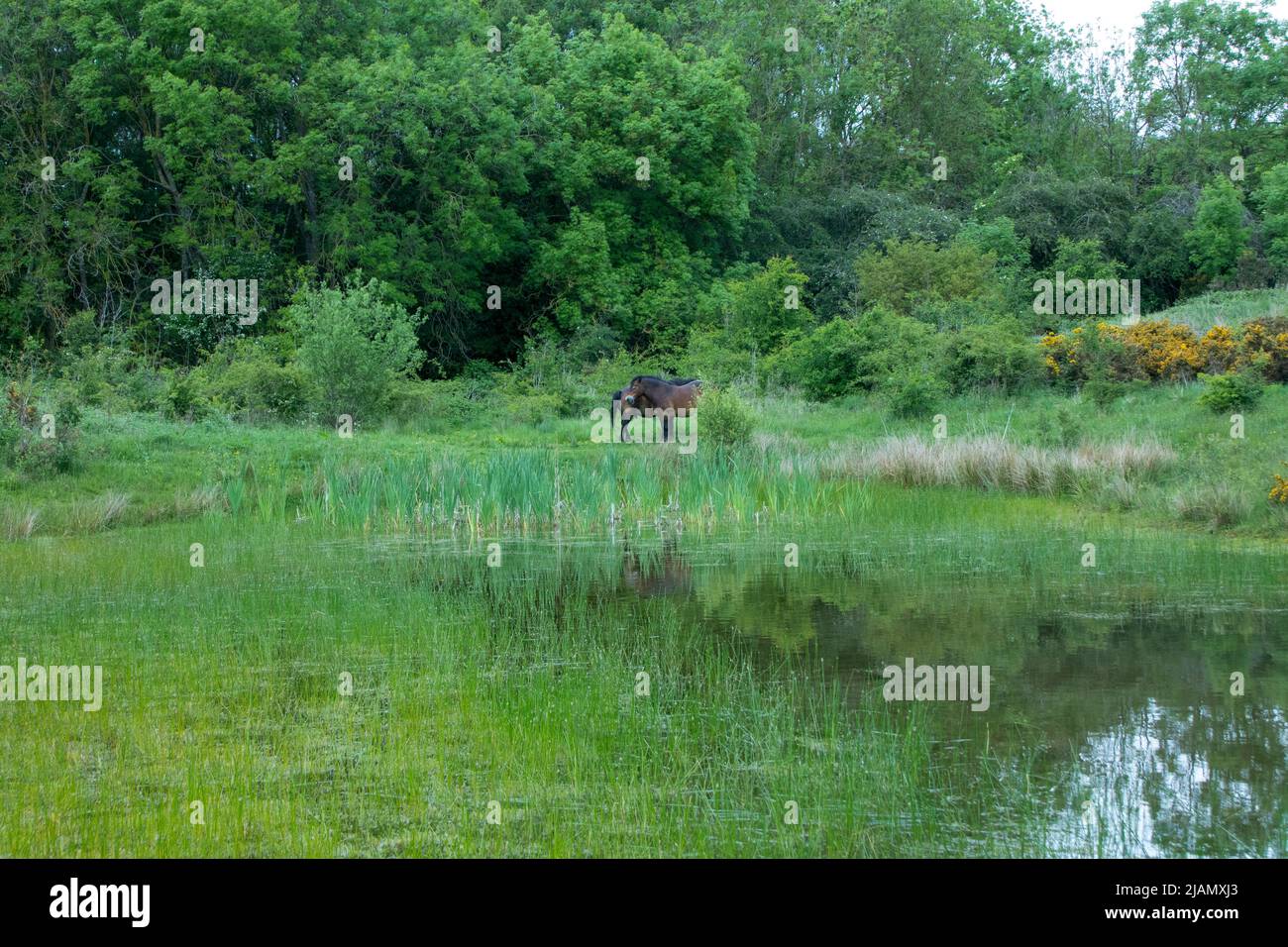 Exmoor ponies standing together by pond in late spring Stock Photo