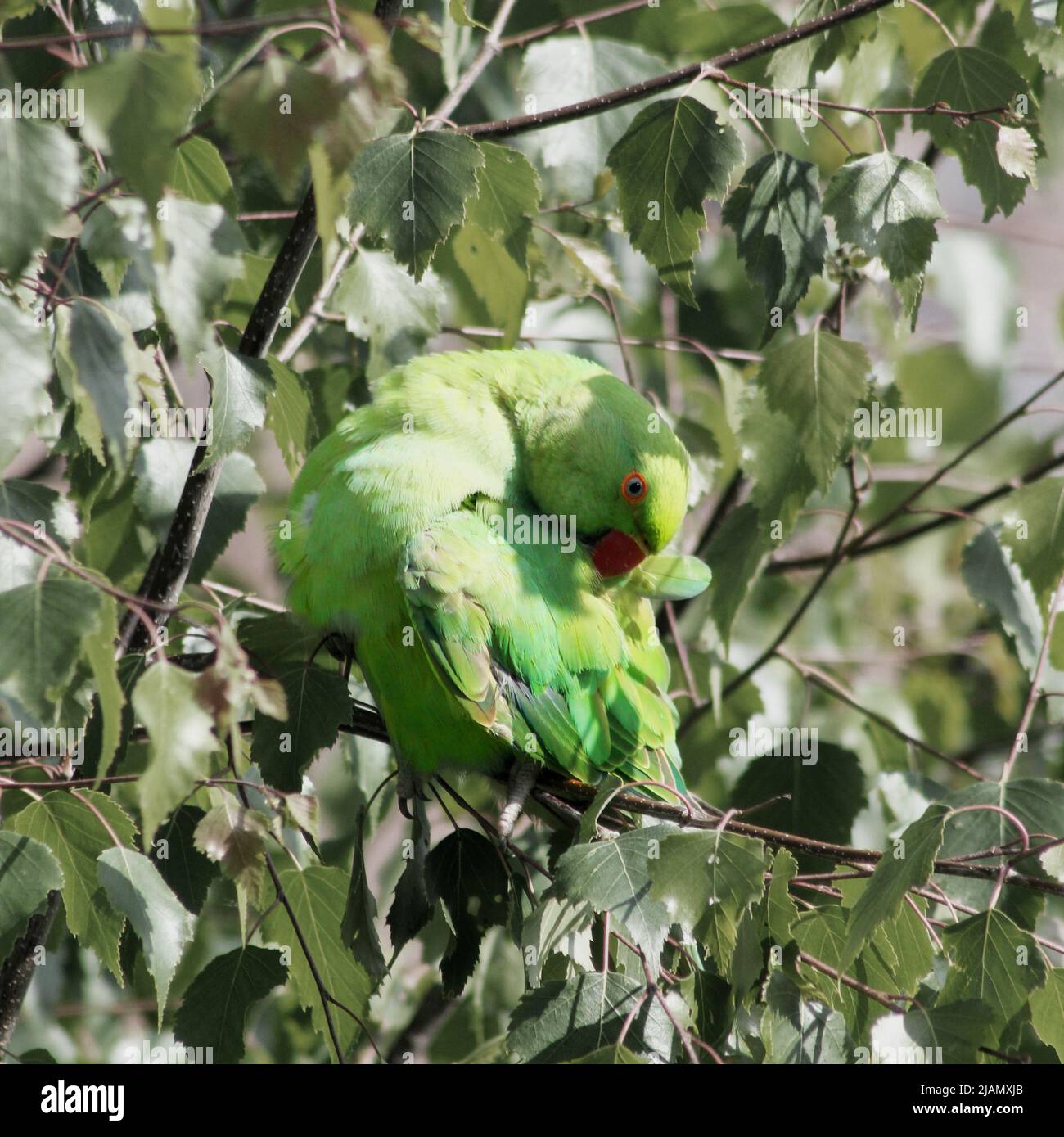 A rose-ringed parakeet in a broadleaf tree, busy preening itself. The bird is preening its back feathers. Stock Photo