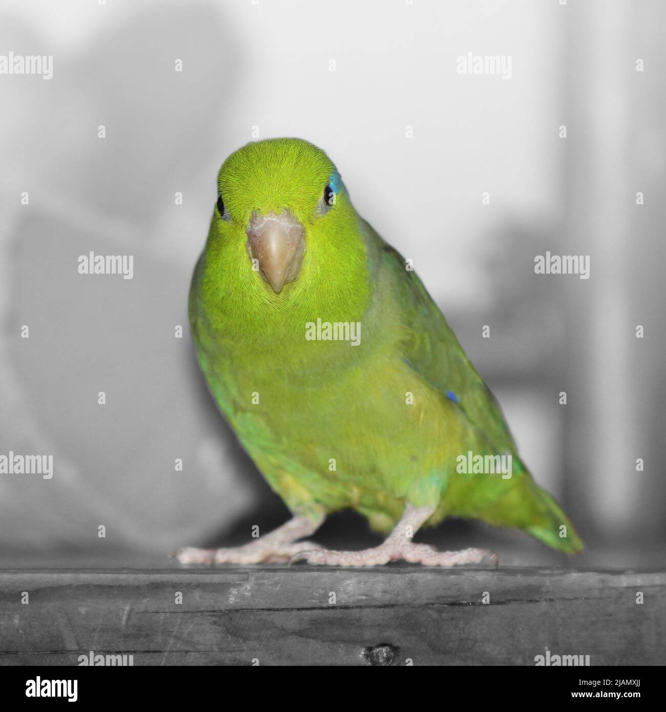 A green pacific parrotlet sitting on a wooden shelf. The background is made black and white so the green bird stands out Stock Photo