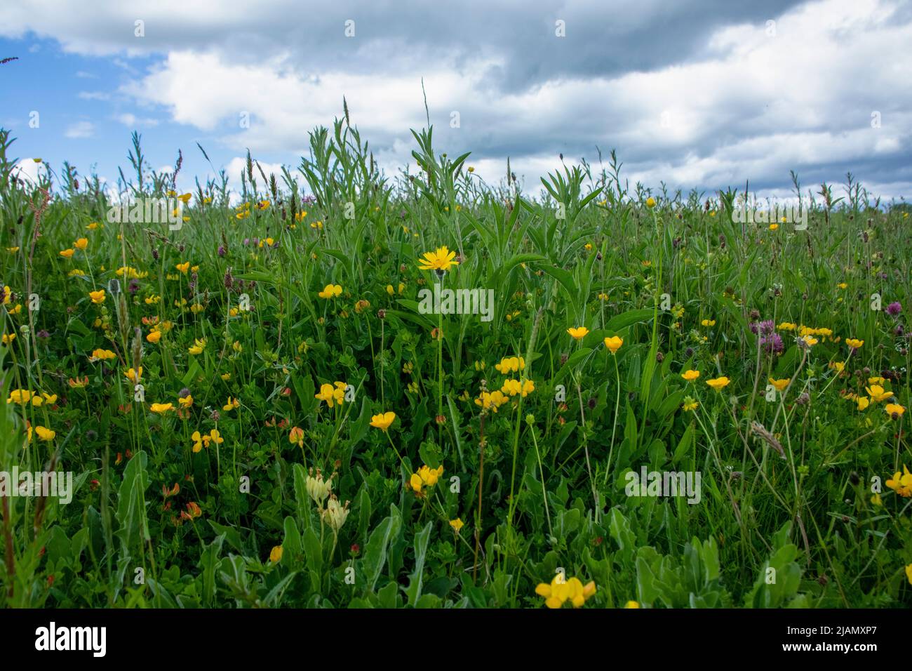 Wildflower meadow in late spring Stock Photo